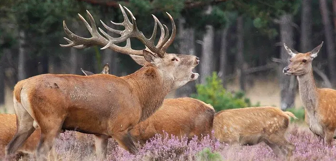 Edelherten maken zich op voor de belangrijkste tijd van het jaar: Ja, nummertje maken - Foto: Ingezonden foto