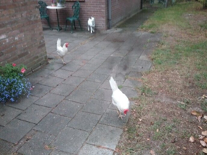 Witte kippen - Foto: Ingezonden foto