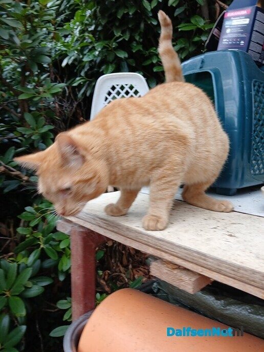 Oranje-bruine kater - Foto: Ingezonden foto