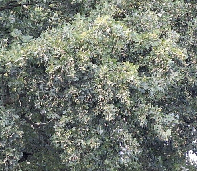 Gevoarlijk op de weg - Foto: Gruune Jopie