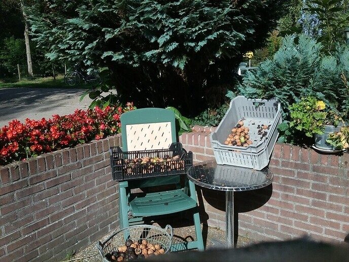 Walnoten drogen in de zon - Foto: Ingezonden foto