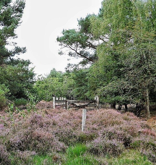 De prachtige natuur van Witharen - Foto: Femmie Smink