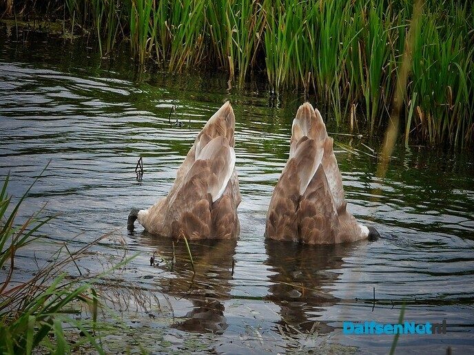 Kunnen knobbelzwanen koppeltje duiken? - Foto: Femmie Smink