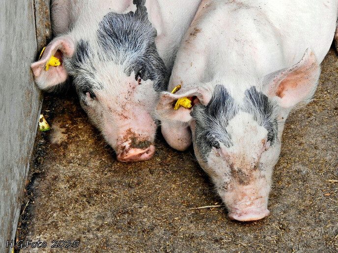 Open dag Zandeinde zorgboerderij en tuinderij