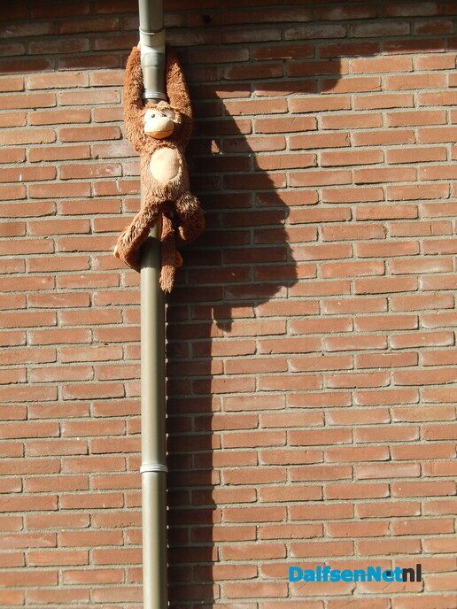 Klimop - Foto: Willy