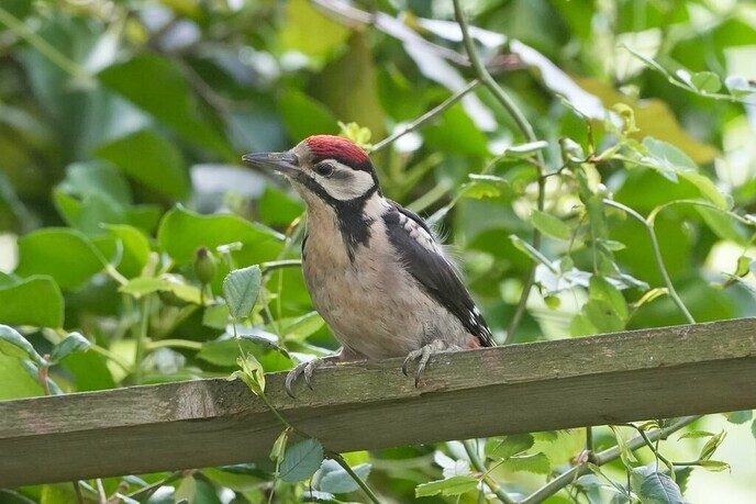 Walnoten update - Foto: Anton van de Stuwe
