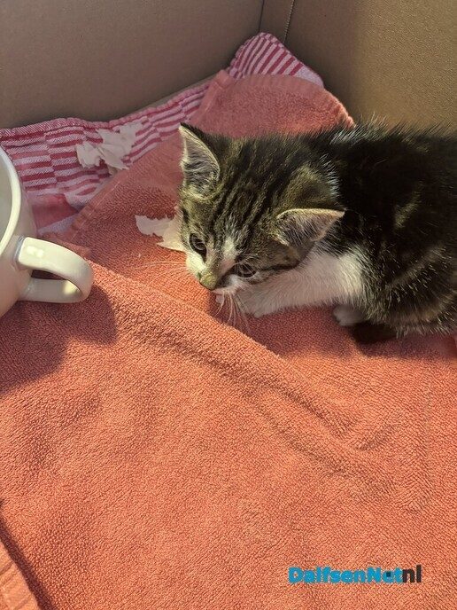 Kitten gevonden in Dalfsen - Foto: Ingezonden foto