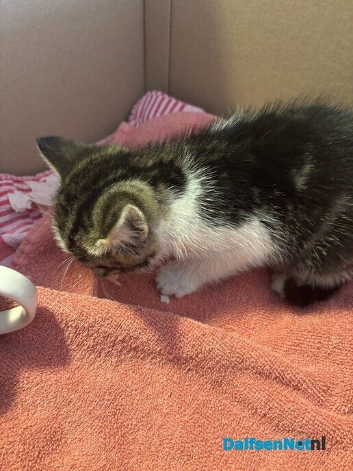 Kitten gevonden in Dalfsen - Foto: Ingezonden foto