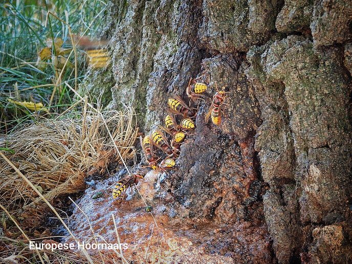 De prachtige natuur van Witharen - Foto: Femmie Smink