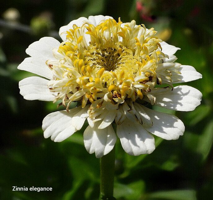Pluck en beeldentuin - Foto: Femmie Smink