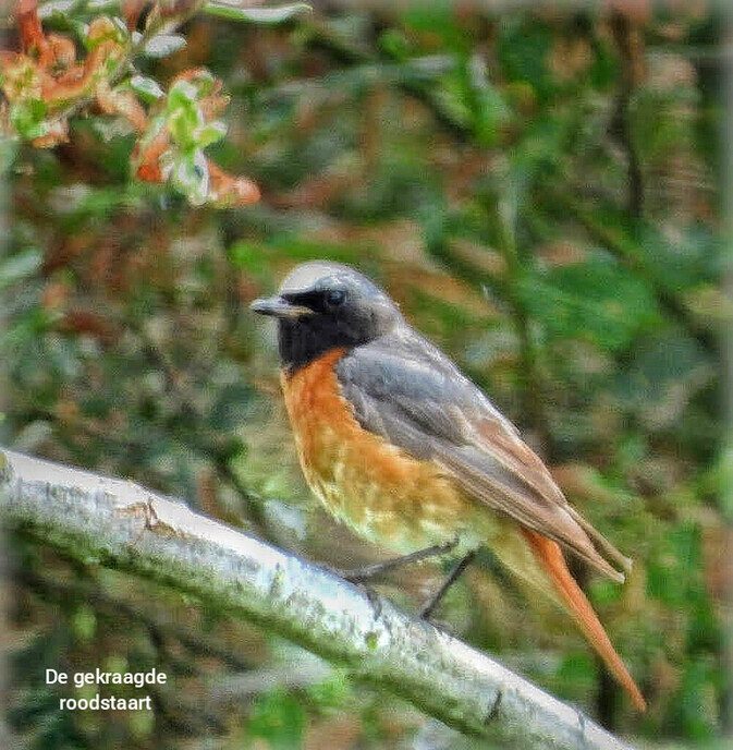 Kleine vogeltjes  - Foto: Femmie Smink