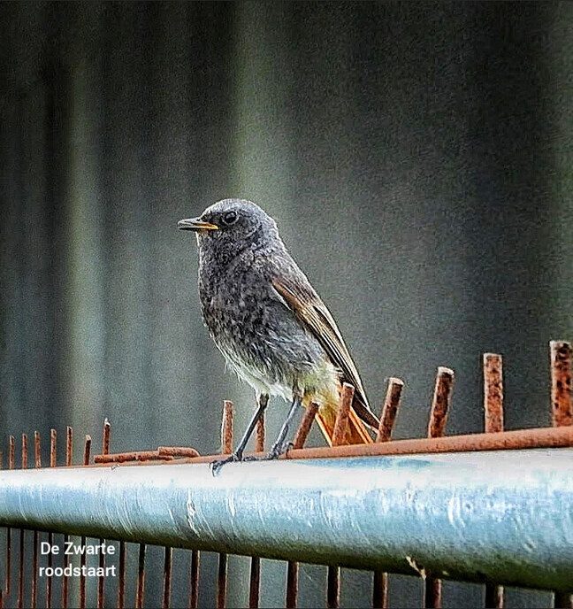 Kleine vogeltjes  - Foto: Femmie Smink