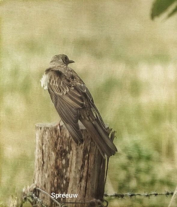 Kleine vogeltjes  - Foto: Femmie Smink