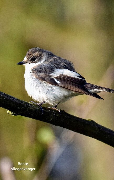 Kleine vogeltjes  - Foto: Femmie Smink