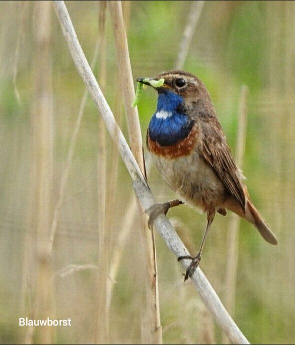 Kleine vogeltjes  - Foto: Femmie Smink