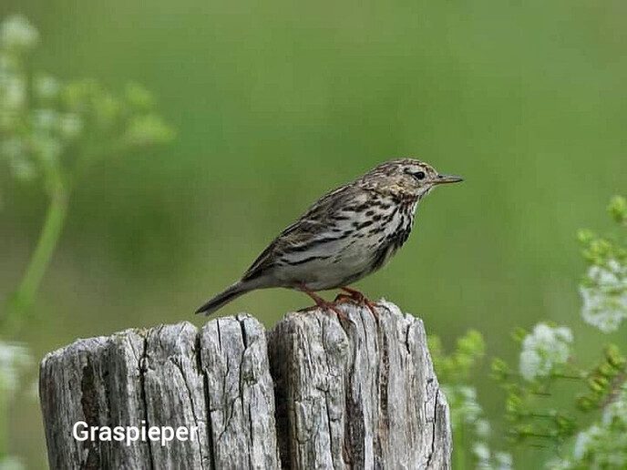 Kleine vogeltjes  - Foto: Femmie Smink