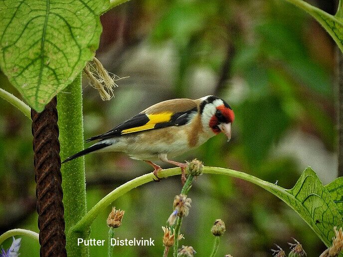 Kleine vogeltjes  - Foto: Femmie Smink