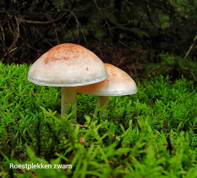 Paddenstoelen in het Staphorster bos - Foto: Femmie Smink