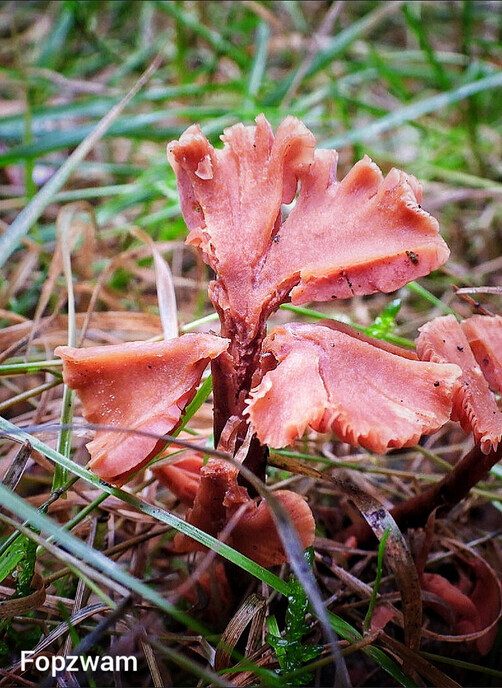 Paddenstoelen in het Staphorster bos - Foto: Femmie Smink