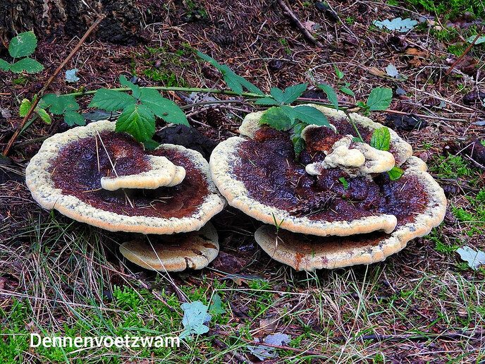 Paddenstoelen in het Staphorster bos - Foto: Femmie Smink