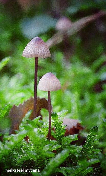 Paddenstoelen in het Staphorster bos - Foto: Femmie Smink
