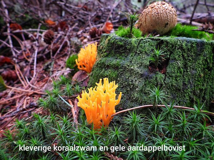 Paddenstoelen in het Staphorster bos - Foto: Femmie Smink