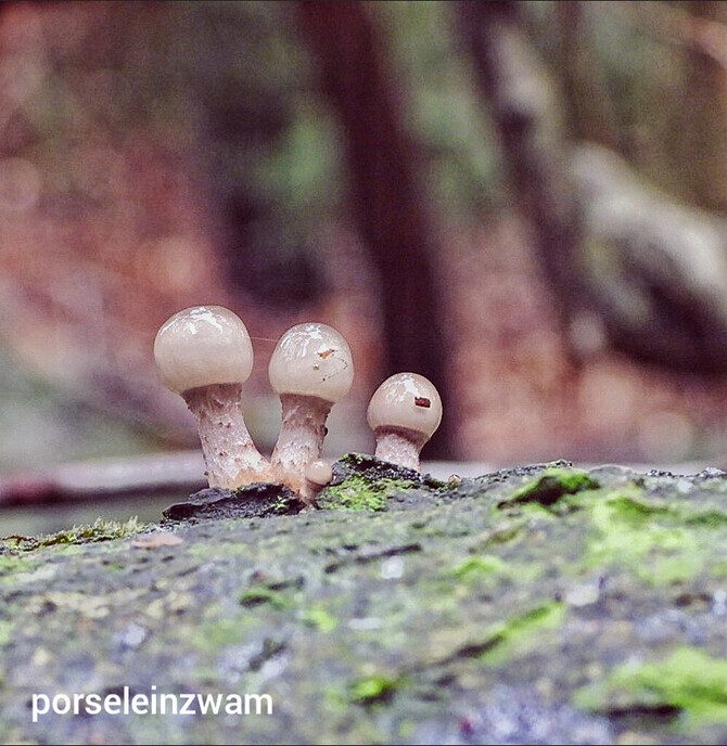 Paddenstoelen in het Staphorster bos - Foto: Femmie Smink