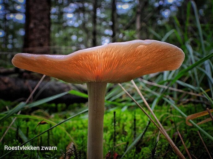 Paddenstoelen in het Staphorster bos - Foto: Femmie Smink
