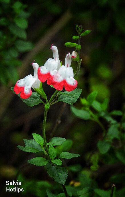 Vandaag een leuke variatie van de natuur - Foto: Femmie Smink