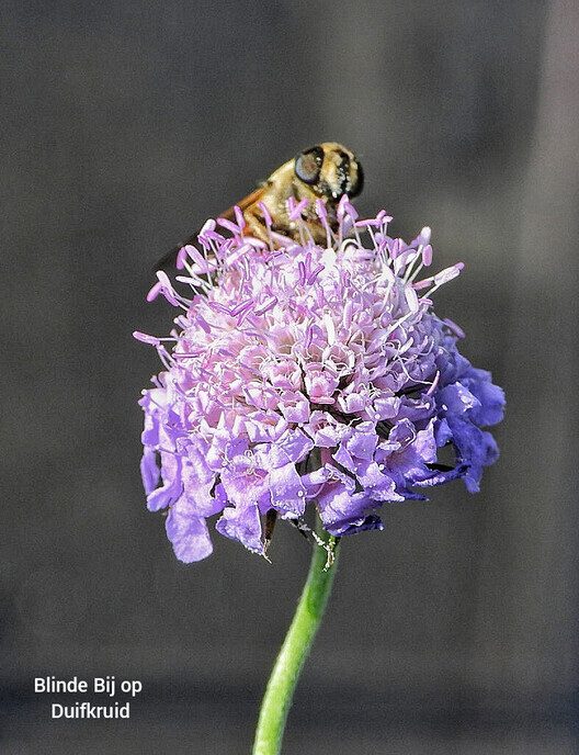 Op bezoek bij de kwekerij - Foto: Femmie Smink