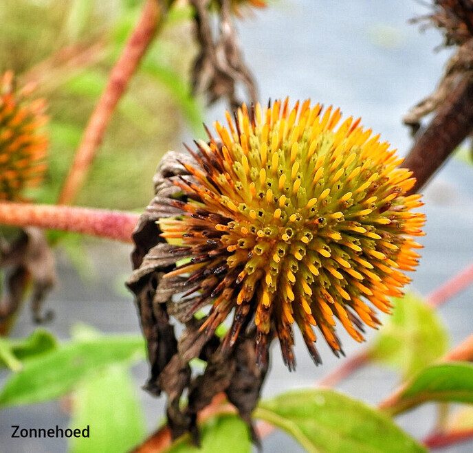 Op bezoek bij de kwekerij - Foto: Femmie Smink