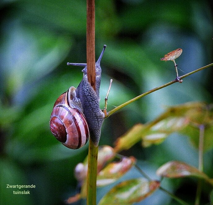 Vandaag een leuke variatie van de natuur - Foto: Femmie Smink