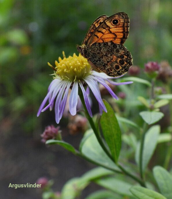 Vandaag een leuke variatie van de natuur - Foto: Femmie Smink
