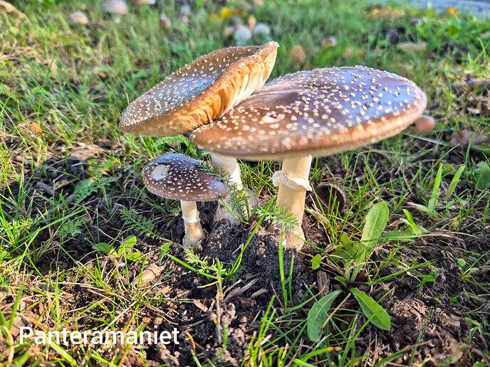 Variatie aan foto’s - Foto: Femmie Smink