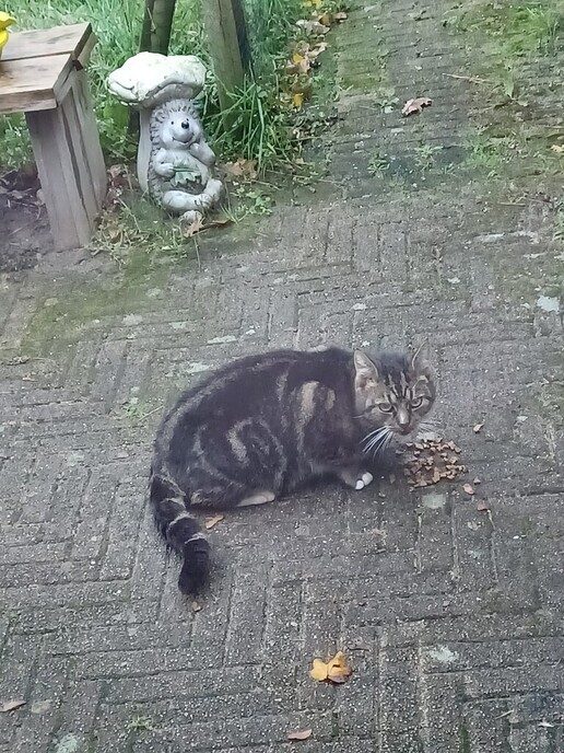 Aankomen lopen ontzettend lieve kater - Foto: Ingezonden foto