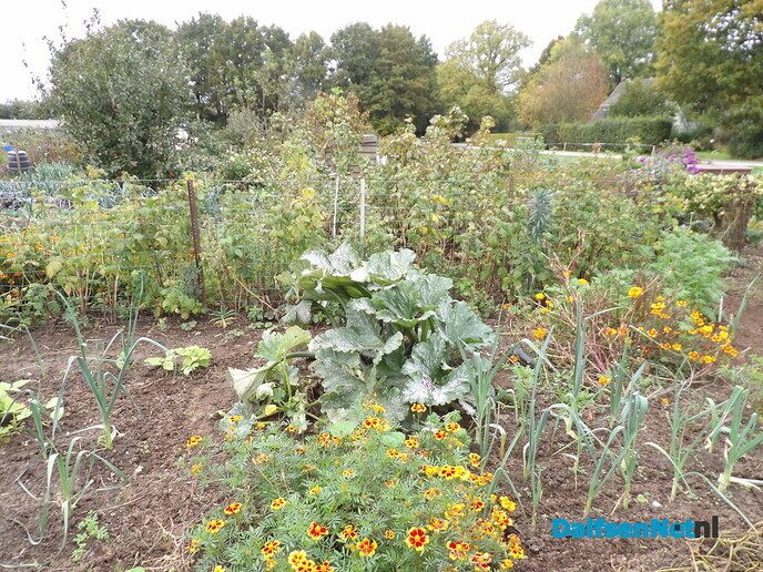 Je eigen groente en fruit of bloemen verbouwen - Foto: Willy