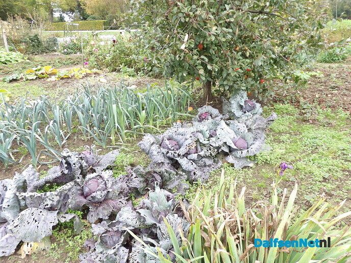 Je eigen groente en fruit of bloemen verbouwen - Foto: Willy