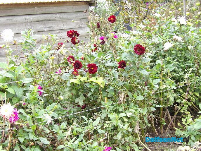Je eigen groente en fruit of bloemen verbouwen - Foto: Willy