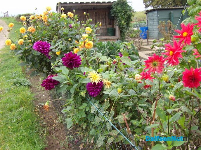 Je eigen groente en fruit of bloemen verbouwen - Foto: Willy