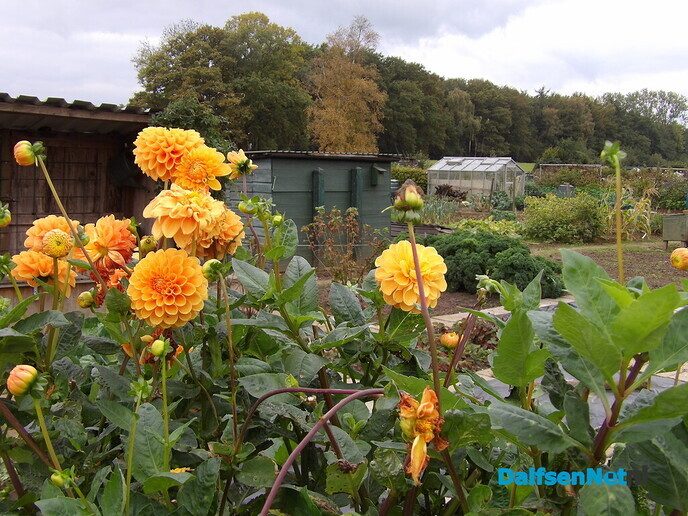 Je eigen groente en fruit of bloemen verbouwen - Foto: Willy