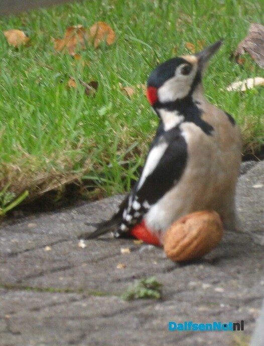 Laatste noten afgeleverd - Foto: Willy