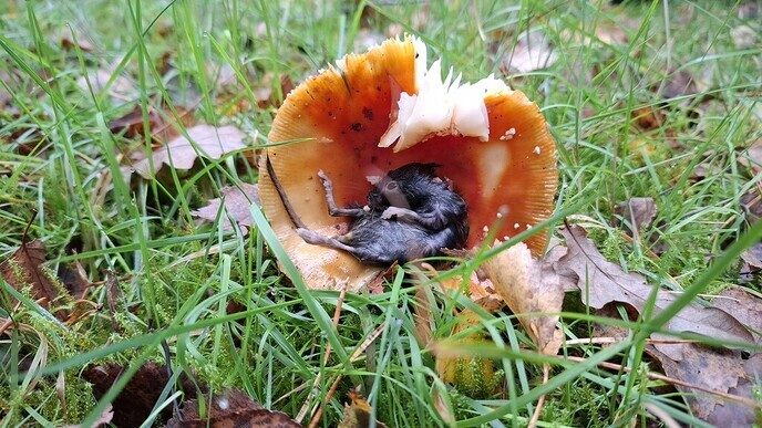 Heel apart: een muis in een paddenstoel - Foto: Ingezonden foto