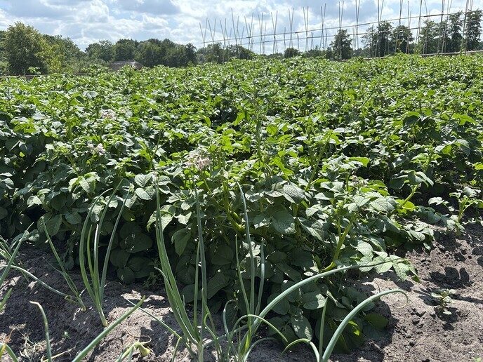 Goede opbrengst sociale tuin Nieuwleusen Synergie - Foto: Ingezonden foto