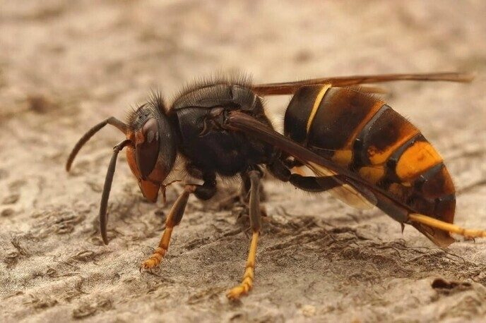 De Aziatische hoornaar gespot? Meld het - Foto: Ingezonden foto