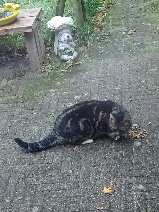  Aankomen lopen ontzettend lieve kater - Foto: Ingezonden foto
