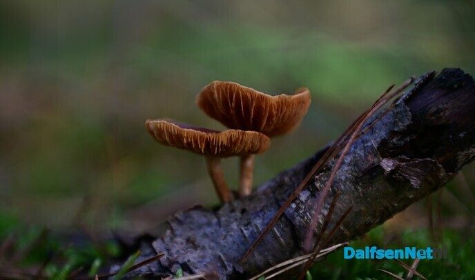 Wandeling over het Rechterense Veld - Foto: Johan Bokma