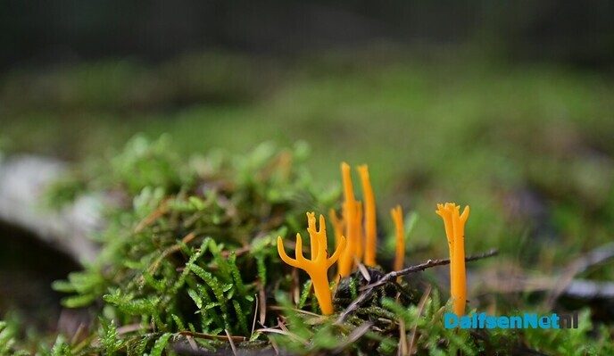 Wandeling over het Rechterense Veld - Foto: Johan Bokma