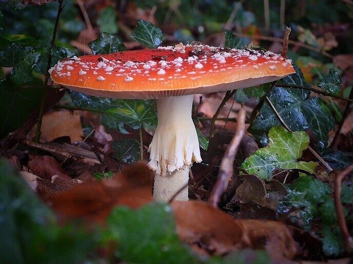 Mooie beelden van onze natuurfotograaf - Foto: Femmie Smink