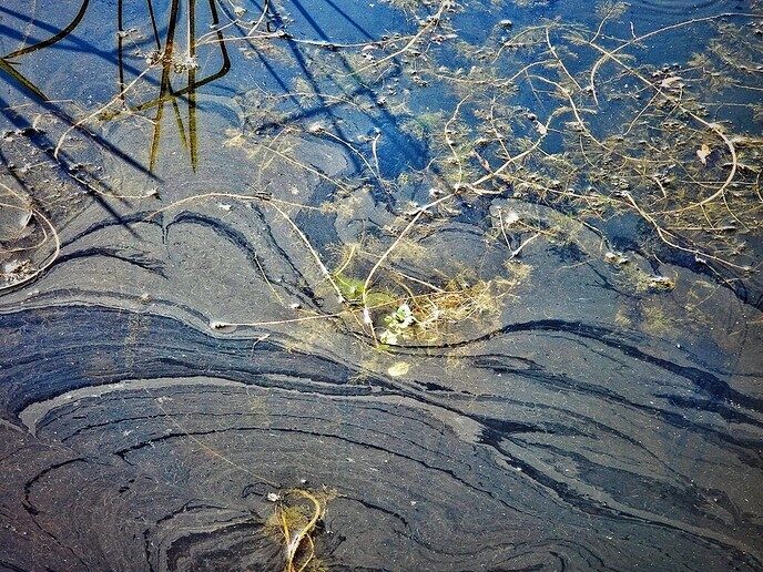 Waterloopbos (deel 2) - Foto: Femmie Smink
