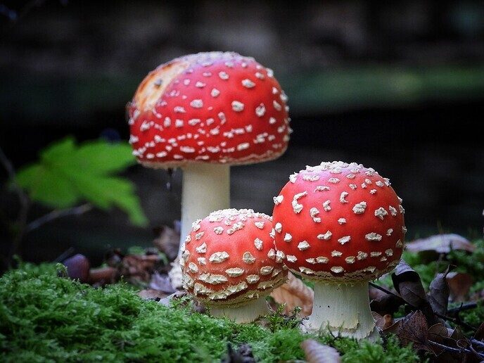 Waterloopbos (deel 1) - Foto: Femmie Smink